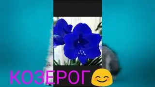 Кто ты по знаку зодиака из цветков!!!