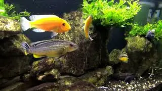 Eheim Aquapro 126L Aquarium - Malawi cichlids