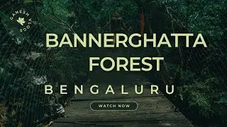 Uncovering Unexpected Wildlife of Bannerghatta National Park