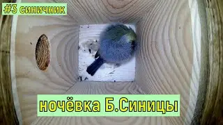 #3 Большая синица Онлайн-трансляция - 18-19 ноября 2022 года. город Калуга