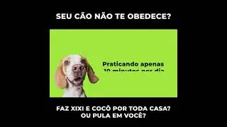 Como adestrar um cão- O guia de adestramento#shorts