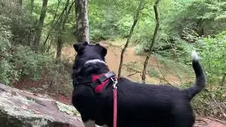 We Found A Giant Hidden Rock Wall in Umstead State Park -Hiking in Raleigh NC