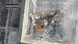 Panuorin nyo paano sila kumain