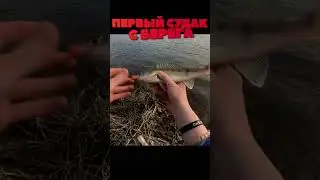Первый судак с берега) #fishing  #bigfish #рыбалка #shorts