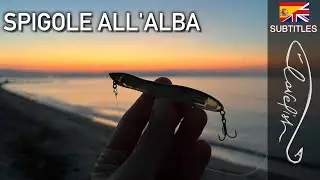 Sea bass fishing in topwater in the summer!