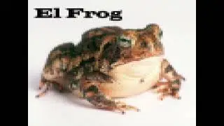 el frog