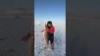 огромная щука