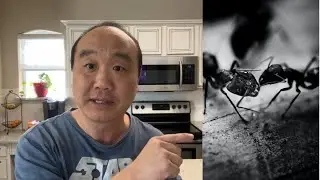 How to Get Rid of Little Black Ants #blackants #blackant #antslife #blackantsinhouse
