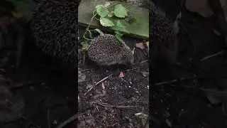 ❤️🦔