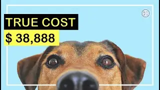 The True Cost Of A Pet