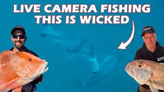 WATCH FISH EAT THE BAITS & GET HOOKED | Big Reds, Nannygai, Goldband, Coral Trout & Red Throat Emp