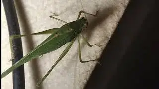 Саранча