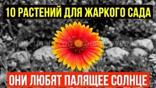 ЖАРА УБИВАЕТ ТВОЙ САД? ЭТИ 10 РАСТЕНИЙ ЕЁ ОБОЖАЮТ