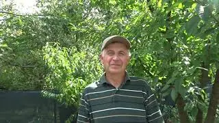 Riscuri dacă nu uzi pomii când e secetă/caniculă