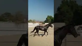 Почему лошадь способна раздавить дерево?