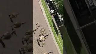 Bambaşka bir ördek var Arka Sokaklar da.