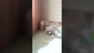 СТЕША И ДАША