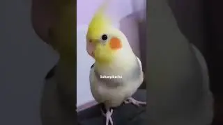 #youtube #viralvideo #shorts #birdslover #parrots