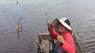 Capit Kuning Selalu Bikin Bergetar!! Sungai Siak Sri Indrapura