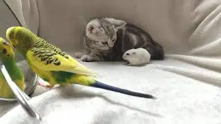 Котик, хомячок, попугайчик.