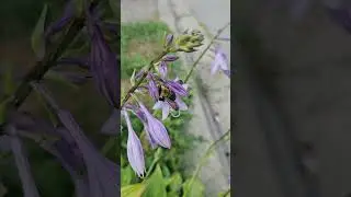 Hostas and a bee #garden #flowers #bees