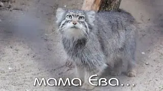 Многодетная мама Ева вышла с котятами на прогулку.