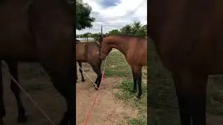 التزاوج بين الخيول