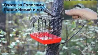 Ловля чижей и др - Охота за Голосами Открытие Осень 2017