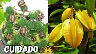AS 10 FRUTAS MAIS PERIGOSAS DO MUNDO QUE VOCÊ NUNCA IMAGINOU SEREM TÃO MORTAIS!