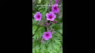 Spring Flowering Plants 