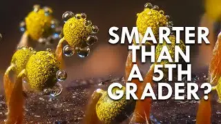 Slime Molds: These Goop Organisms Can Outperform Humans