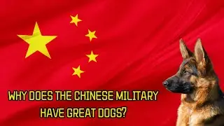 Why Does the Chinese Military Have Great Dogs?