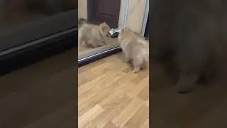 Просто   Померанский шпиц