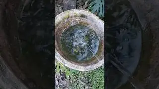 Did you enjoy this water pour? #asmr #gardening