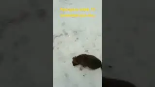 Ауылдағы күшік. #shorts  #ит #күшік #ауыл #Қыс #желтоқсан  #doglover #собака #dogYouTube