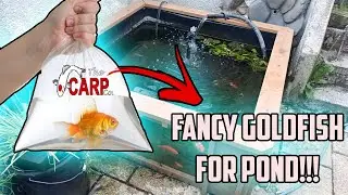 Must-Have Goldfish For Your Pond!!