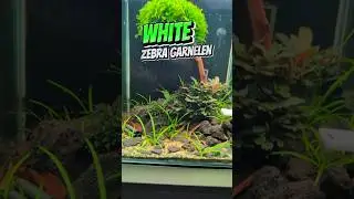 Das Wachstum ist der Wahnsinn 🤯 #garnelen #aquaristik #aquarium #aquascape