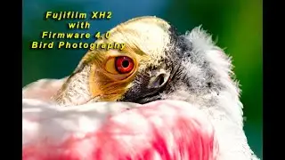 Fujifilm XH2 Firmware 4.0  Bird Photography