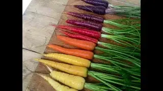 морковь какое качество и буквица