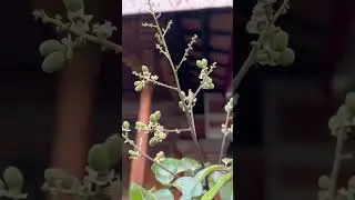 Cinematic ala ala