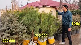 OPTOM NARXDA DEKORATIV ARCHA DARAXTLAR. LANSHAFT DIZAYN (ЛАНДШАФТ ДИЗАЙН) XIZMATI