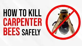 How To Kill Carpenter Bees Safely and Easily | Carpenter bee trap