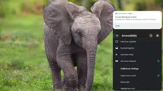 Chromebook Accessibility: Enlarging The Mouse Cursor