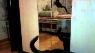 Кот и зеркало