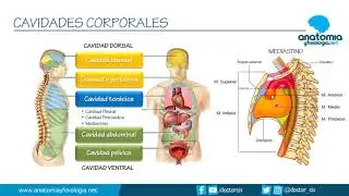 BODY CAVITIES || Anatomy and Physiology Summaries