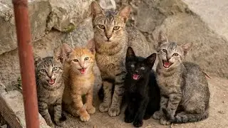 The poor mother cat grew up, and her kittens began protecting her in the street.