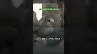 Как кричат перепела  