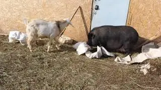 Vietnamese pigs – a toy or a business idea? The cost of feeding Vietnamese and white pigs.