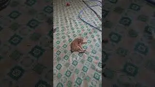ARNOL SEMAKIN TUA