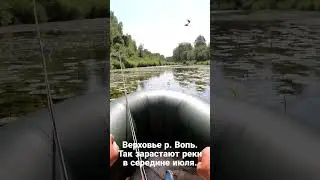 Река Вопь. Так зарастают реки в июле.